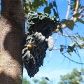 Decoración de esculturas de la cara del árbol al aire libre