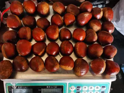 New Crop Fresh Chest Nut