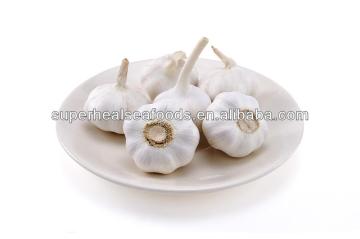 high quality natural garlic for sale