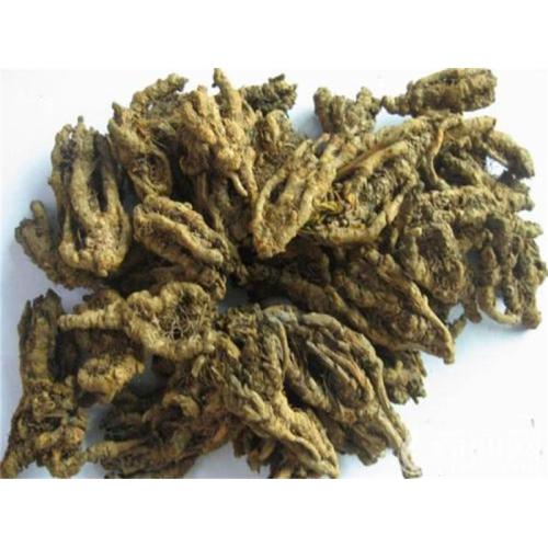 Traditional Chinese medicine herbs Coptis