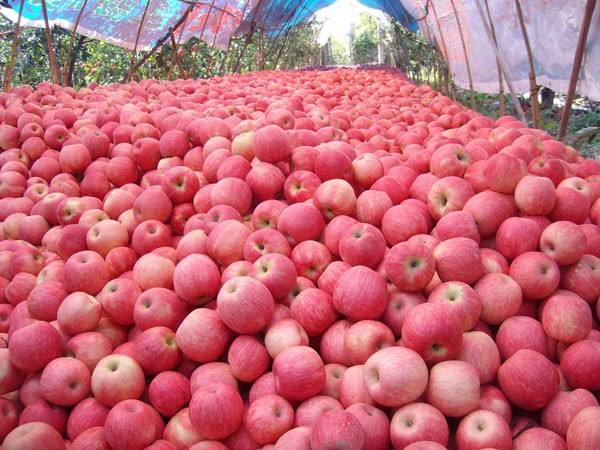 High Level Fruits Fresh Fuji Apples China Manufacturer