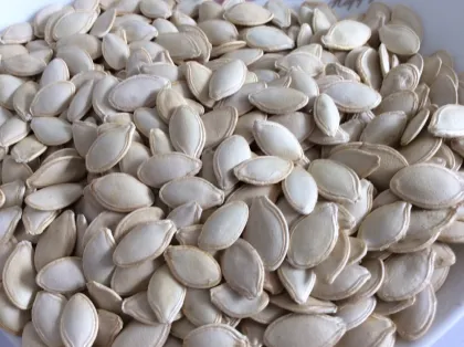 China inner mongolia wholesale shine skin pumpkin seeds