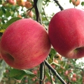 Heerlijk vers fruit Red Star Apple