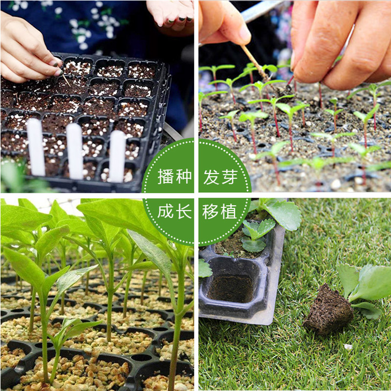 seedling tray factory