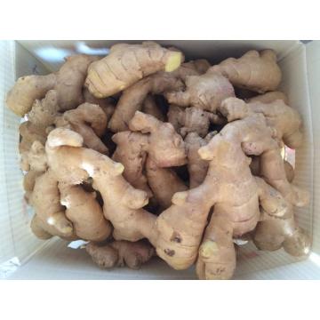 2016 Crop Air Dry Ginger