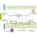 Super prebiotics xos xylo-oligosacharide порошок