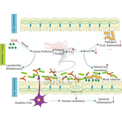 Xylo-Oligosaccharides Food Gold Prebiotics Xylo-Oligosaccharide syrup Supplier