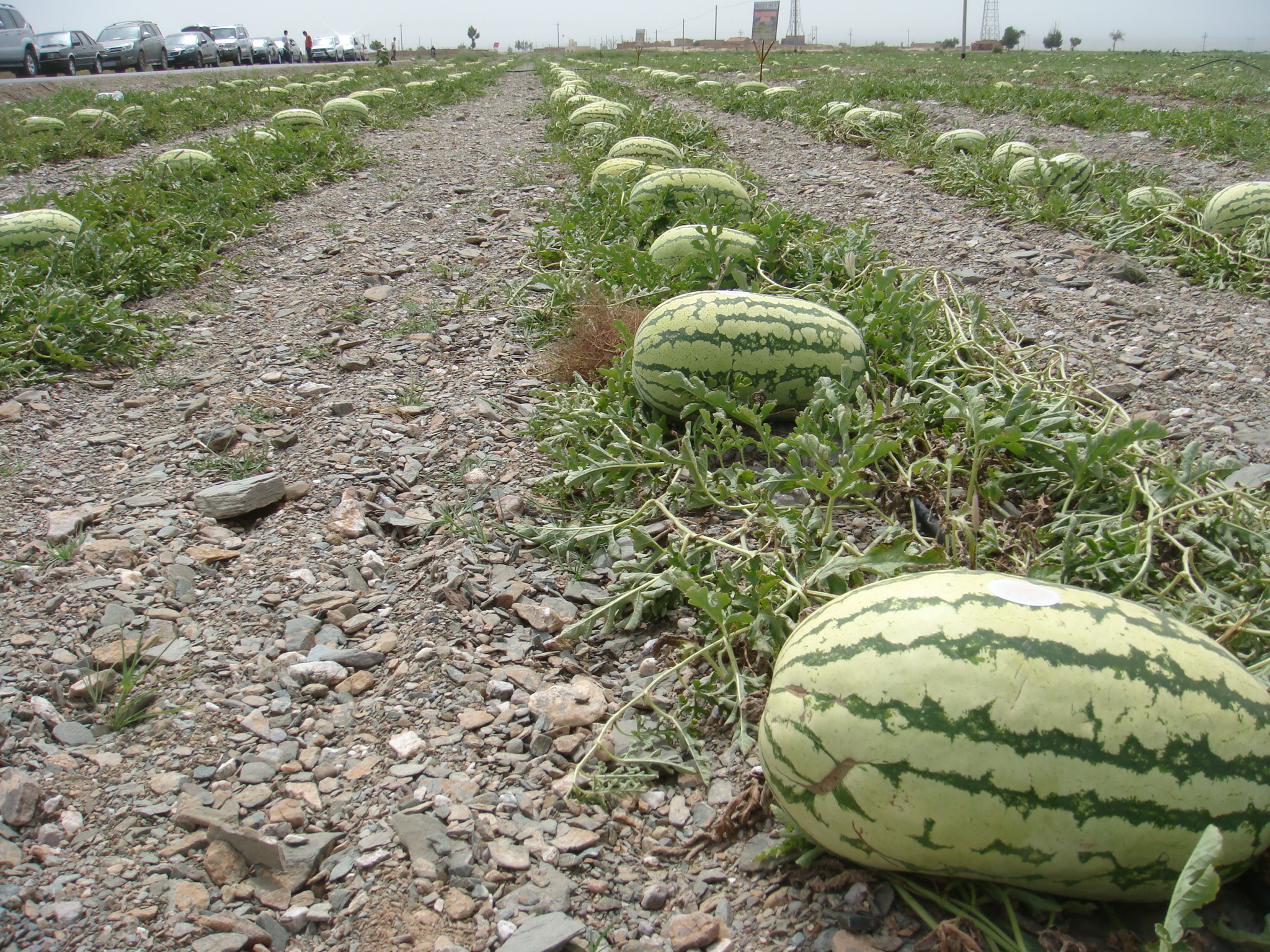 watermelon seedlings