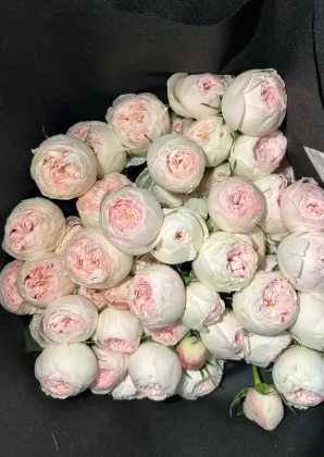 Mansfield Park White Spray Blush Roses