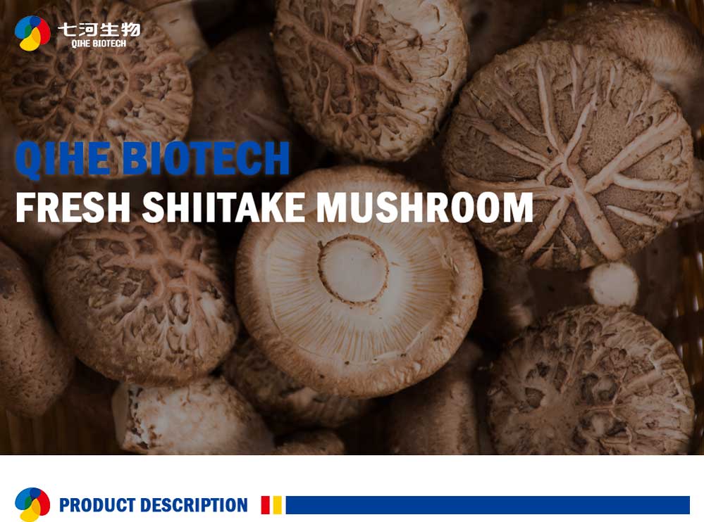 Organic Fresh Shiitake Mushrooms On Logs