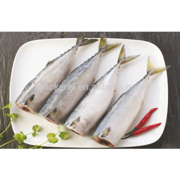 Frozen Mackerel Fish HGT For Cannery