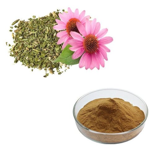 Wholesale Price Echinacea Extract