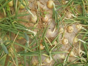 Good Quality Yellow Onion New Crop For Export