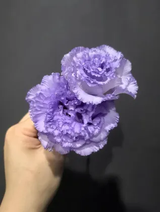 Premium Farmer Light Purple Lisianthus Long Vase Life