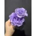 প্রিমিয়াম কৃষক হালকা বেগুনি Lisianthus দীর্ঘ দানি জীবন