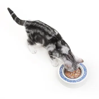 Eco-Friendly Feature and Pet Bowls & Feeders Type Pet Feeding Bowl