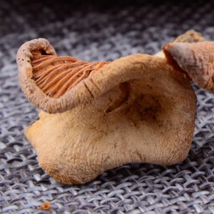 Wholesale Chinese Hot Product Chanterelle Mushroom