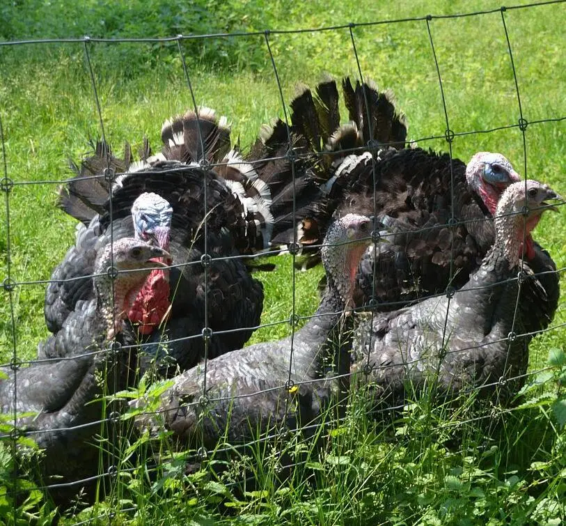 Verzinkter Hochzug Drahthund Farm Farm Grassland Zaun