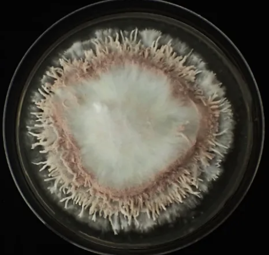 Isaria Fumosorosea Spores