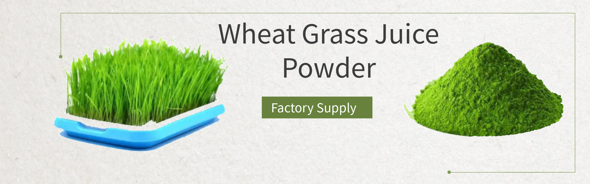 1.Buy The Best Pure Wheat Grass Powder