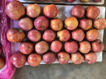 Mountain Plastic Bagged FUJI