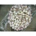 Wholesale 2019 Fresh Garlic