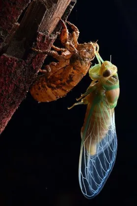 Cicadae Periostracum Cicada Slough Extract Powder