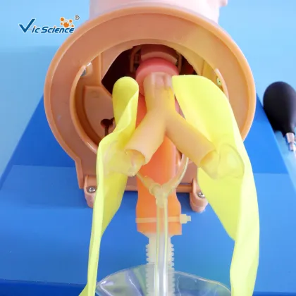 Air-way Management Training Model