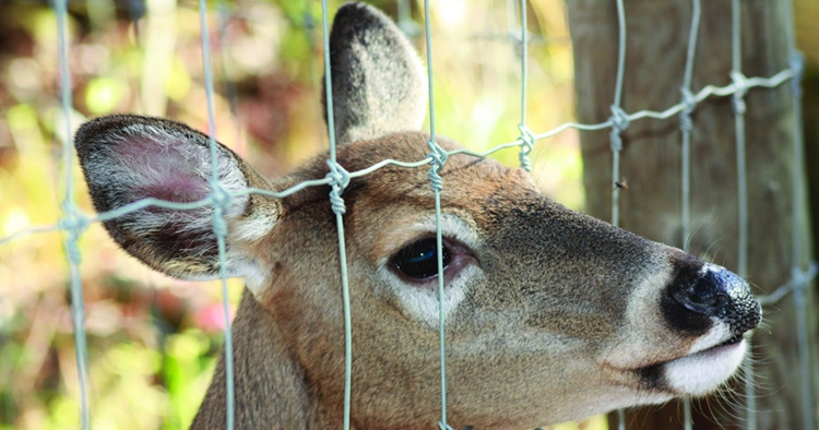 3 Dimensional Deer Fence