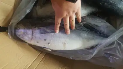 The ship frozen bonito fish
