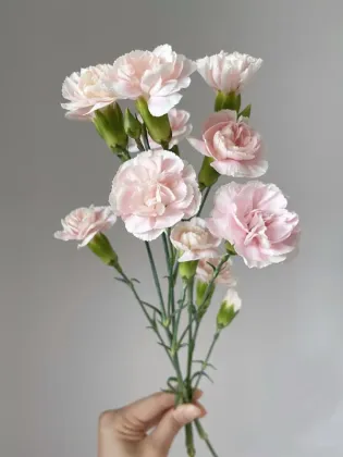 Spray carnation powder prince