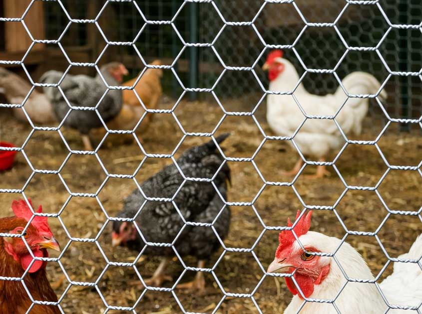Chicken-Wire-Mesh