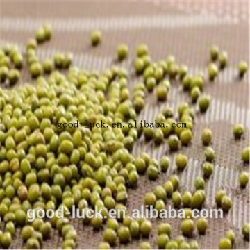 High Quality green mung beans(2014 crop)