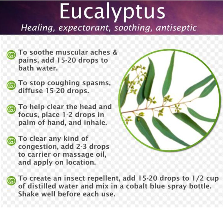 Eucalyptus leaves 100% pure eucalyptus oil