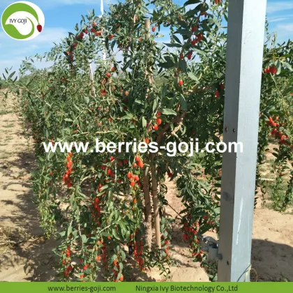 New Harvest Super Food Dried Bayas goji