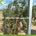 Wholesale Super Food Dried Wolfberry Fruit