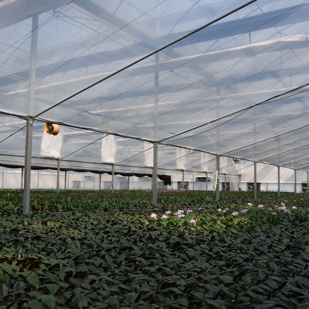 greenhouse_film (35)