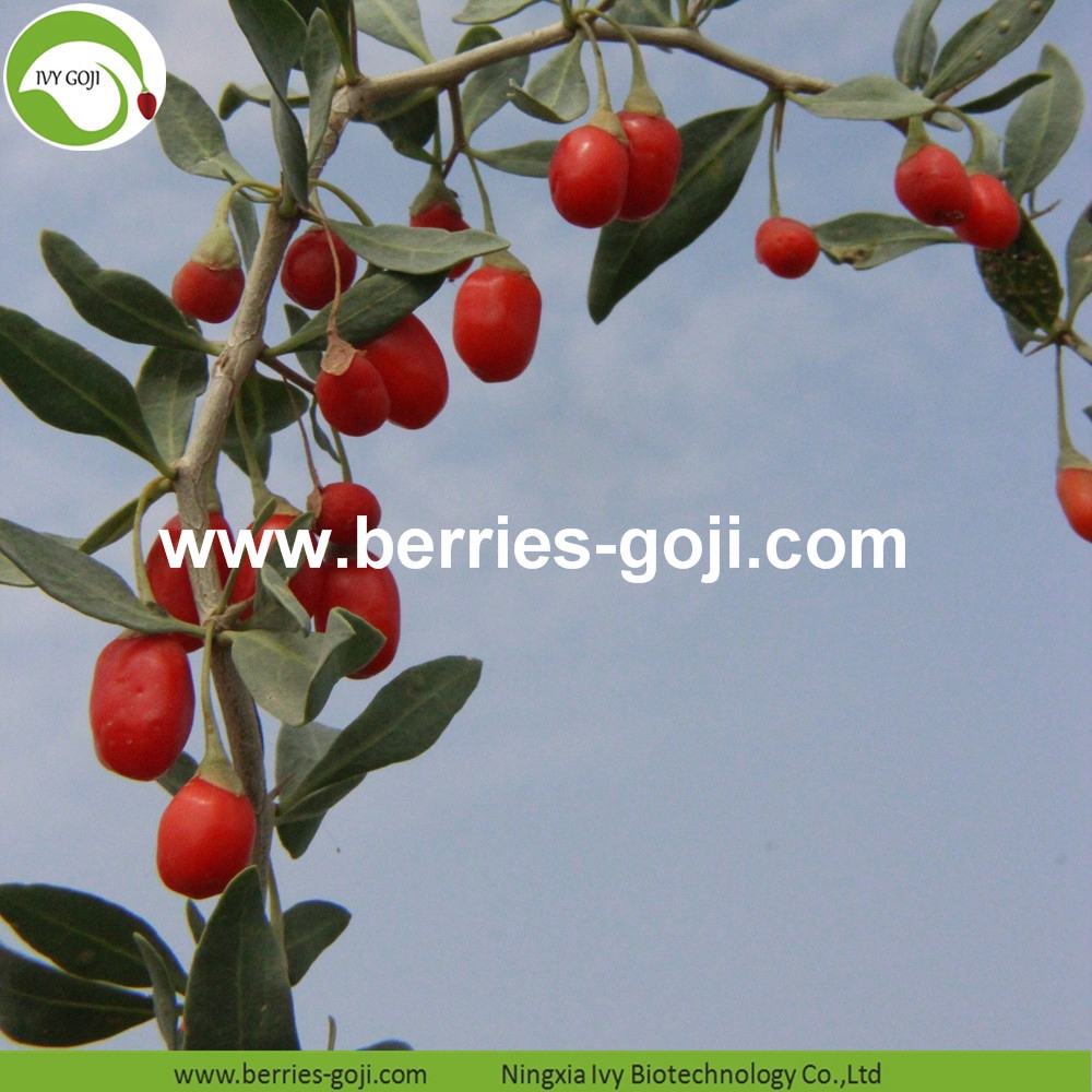organic goji berry