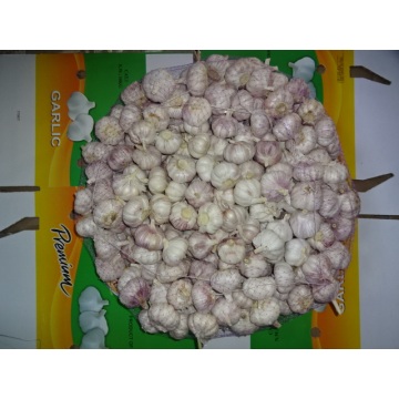 Normal White Garlic 2020 Hot Sale