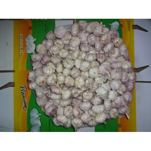 Normal White Garlic 2020 Hot Sale