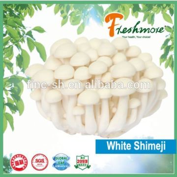 Finc fresh Soilless Culture mushroom tin