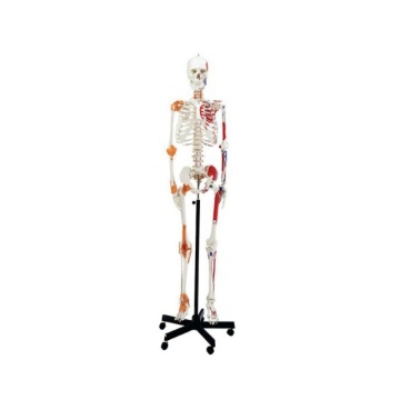 Darhmmy 170 cm staand menselijk skeletmodel met spieren en ligamenten voor medisch onderwijs