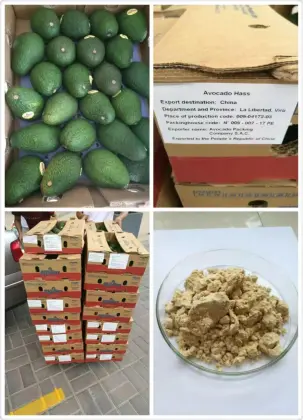 Spray Dried Avocado Fruit Powder