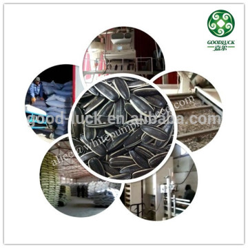Sunflower seed 5009,24/64 Price