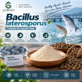 مسحوق بروبيوتيك Bacillus Laterosporus