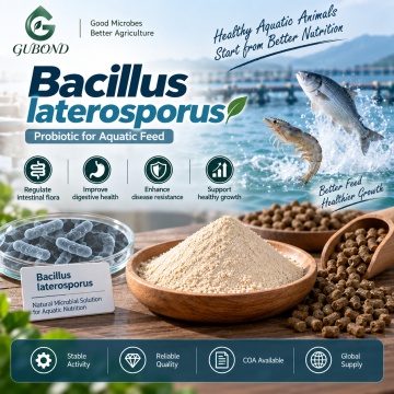 مسحوق بروبيوتيك Bacillus Laterosporus