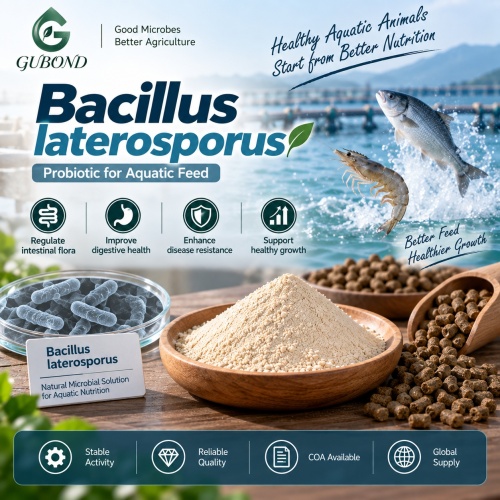 مسحوق بروبيوتيك Bacillus Laterosporus