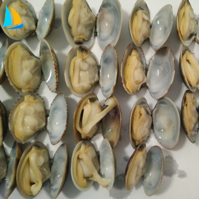 Frische gefrorene Muschel kocht kurzer Nackenmuschel