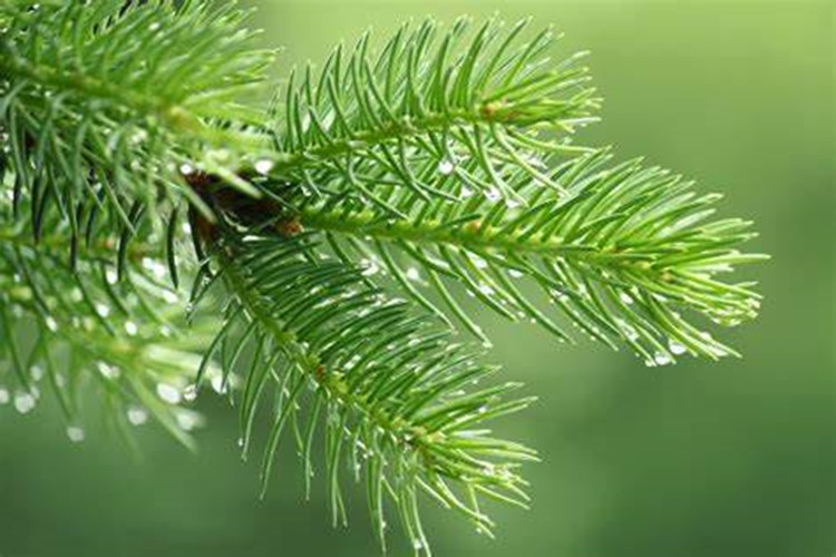 Pure natural Pine needle essential oil