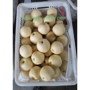 NEW CROP CHINESE PEAR